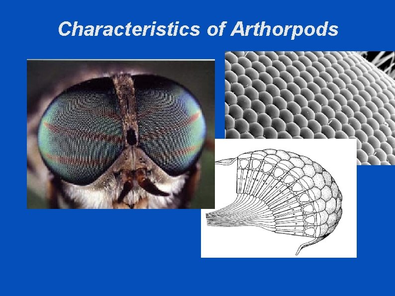 Characteristics of Arthorpods 