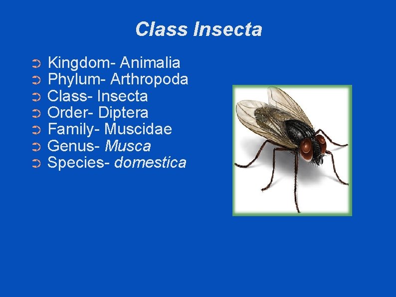 Class Insecta ➲ ➲ ➲ ➲ Kingdom- Animalia Phylum- Arthropoda Class- Insecta Order- Diptera