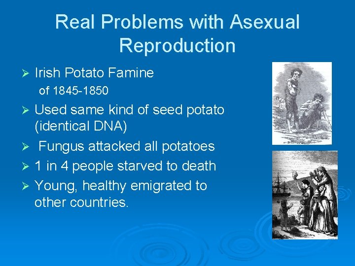 Real Problems with Asexual Reproduction Ø Irish Potato Famine of 1845 -1850 Used same