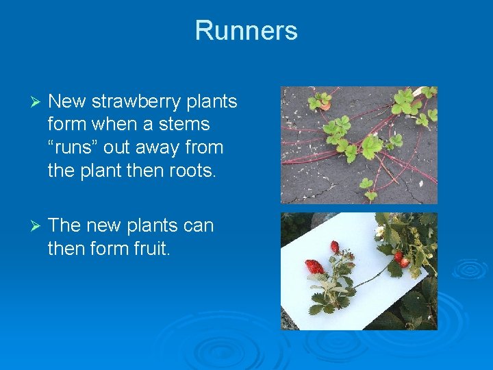 Runners Ø New strawberry plants form when a stems “runs” out away from the