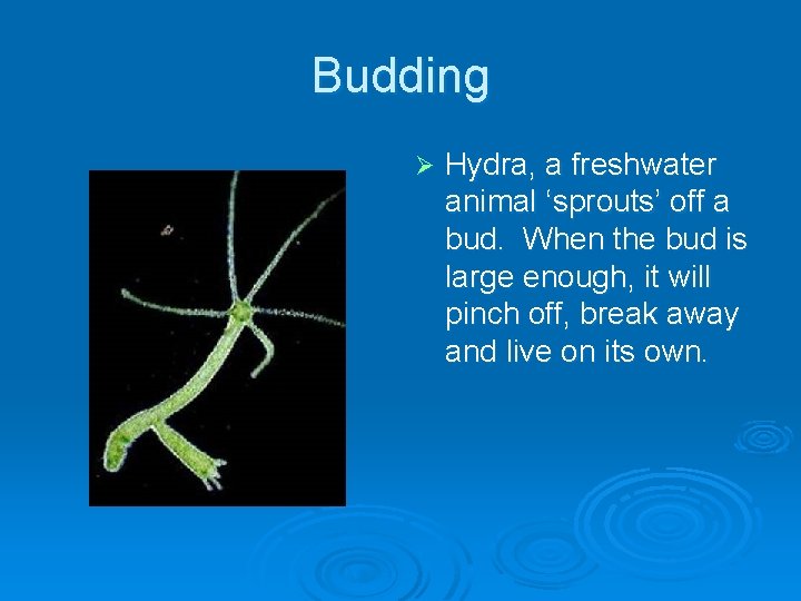Budding Ø Hydra, a freshwater animal ‘sprouts’ off a bud. When the bud is