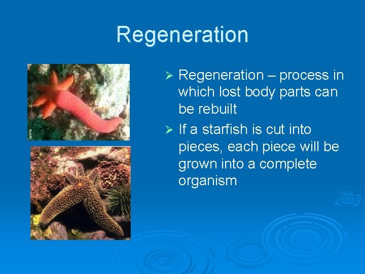 Regeneration – process in which lost body parts can be rebuilt Ø If a