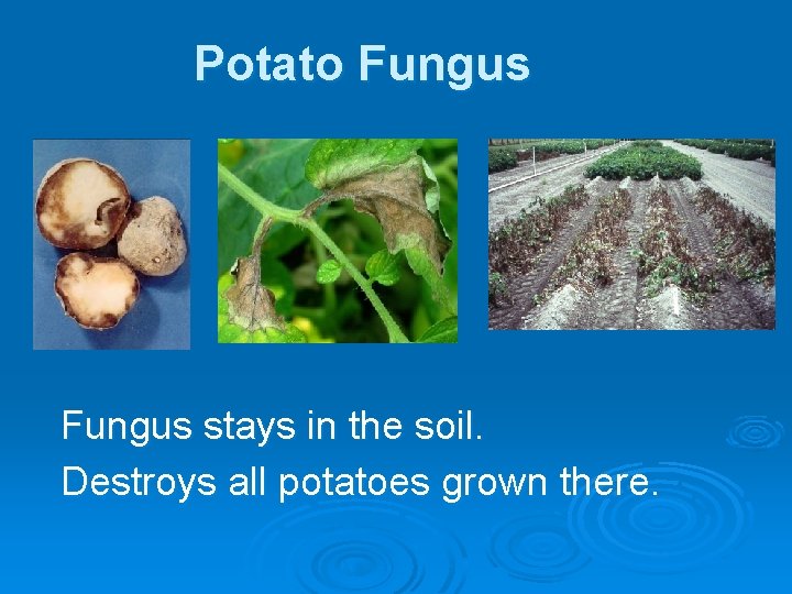 Potato Fungus stays in the soil. Destroys all potatoes grown there. 