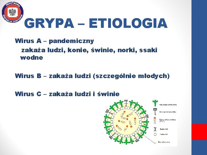 GRYPA – ETIOLOGIA Wirus A – pandemiczny zakaża ludzi, konie, świnie, norki, ssaki wodne