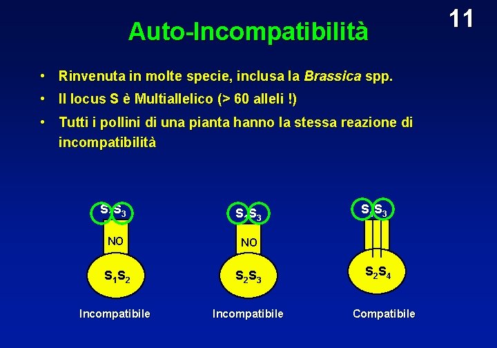 Auto-Incompatibilità • Rinvenuta in molte specie, inclusa la Brassica spp. • Il locus S