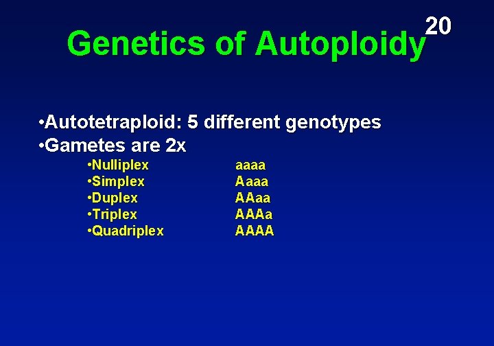 20 Genetics of Autoploidy • Autotetraploid: 5 different genotypes • Gametes are 2 x