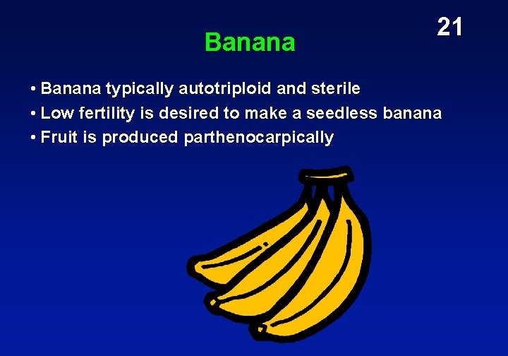 Banana 21 • Banana typically autotriploid and sterile • Low fertility is desired to