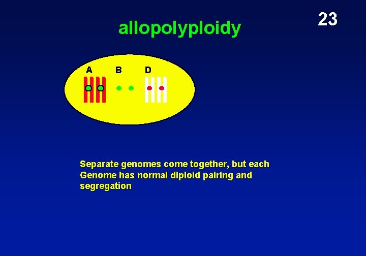 allopolyploidy A B D Separate genomes come together, but each Genome has normal diploid