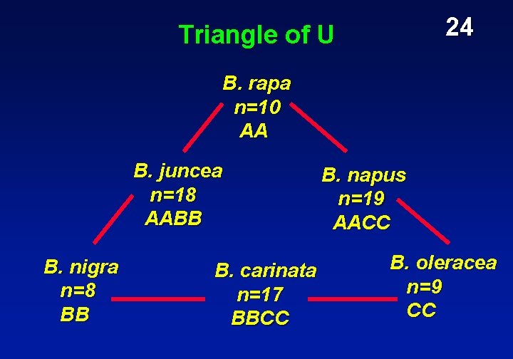 24 Triangle of U B. rapa n=10 AA B. juncea n=18 AABB B. nigra