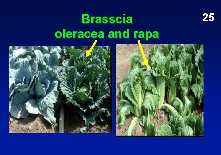 Brasscia oleracea and rapa 25 