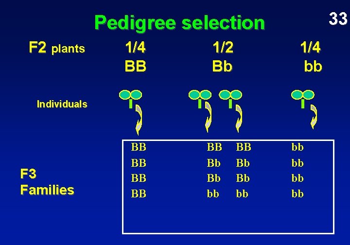 33 Pedigree selection F 2 plants 1/4 BB 1/2 Bb 1/4 bb Individuals F