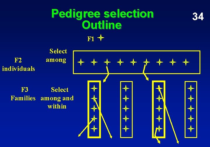 Pedigree selection Outline F 1 F 2 individuals Select among F 3 Select Families