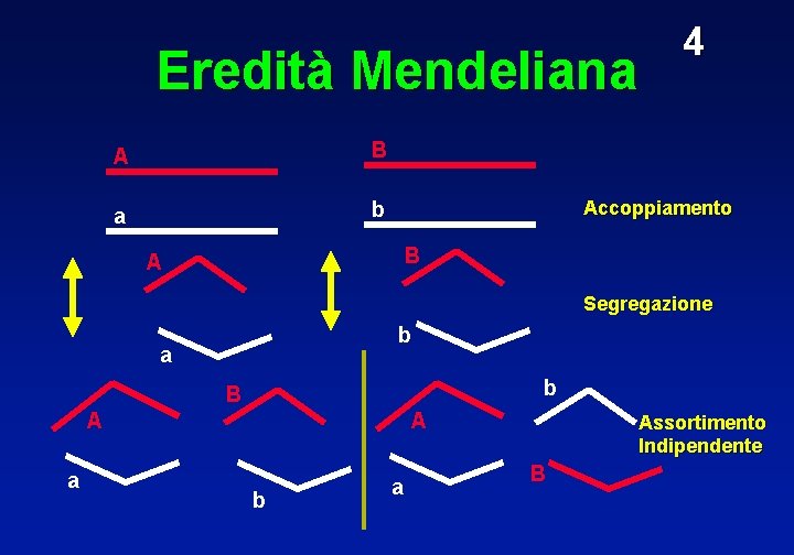 Eredità Mendeliana A B a b 4 Accoppiamento B A Segregazione b a b