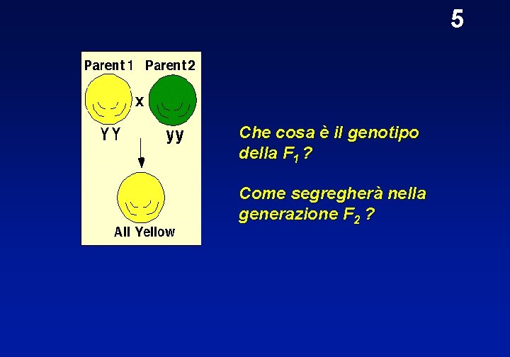 5 Che cosa è il genotipo della F 1 ? Come segregherà nella generazione