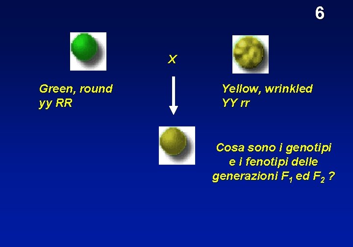 6 X Green, round yy RR Yellow, wrinkled YY rr Cosa sono i genotipi