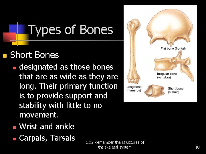 Types of Bones n Short Bones n n n designated as those bones that