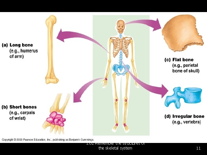 1. 02 Remember the structures of the skeletal system 11 
