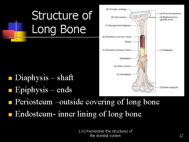 Structure of Long Bone n n Diaphysis – shaft Epiphysis – ends Periosteum –outside