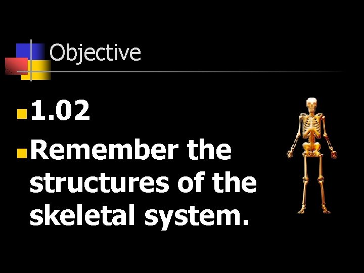 Objective 1. 02 n Remember the structures of the skeletal system. n 