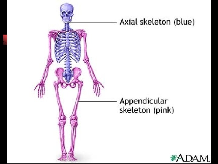 1. 02 Remember the structures of the skeletal system 29 