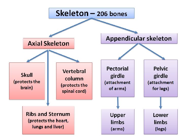1. 02 Remember the structures of the skeletal system 30 