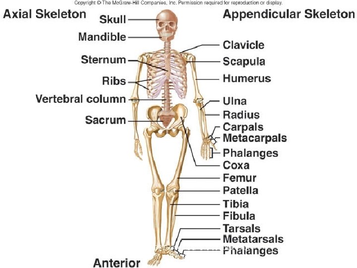 1. 02 Remember the structures of the skeletal system 31 