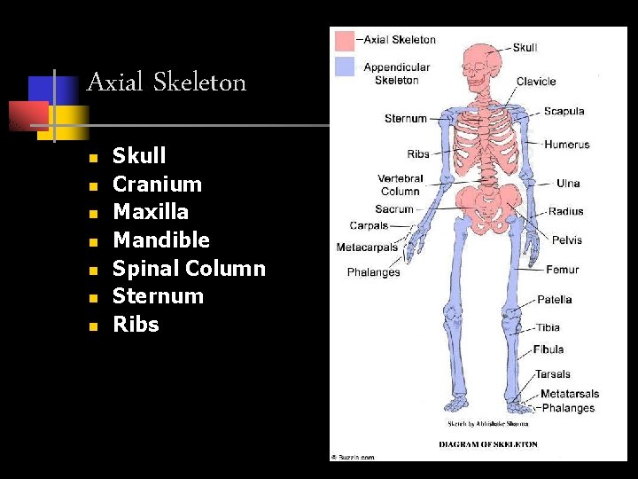 Axial Skeleton n n n Skull Cranium Maxilla Mandible Spinal Column Sternum Ribs 
