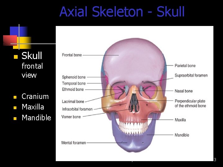 Axial Skeleton - Skull n Skull frontal view n n n Cranium Maxilla Mandible