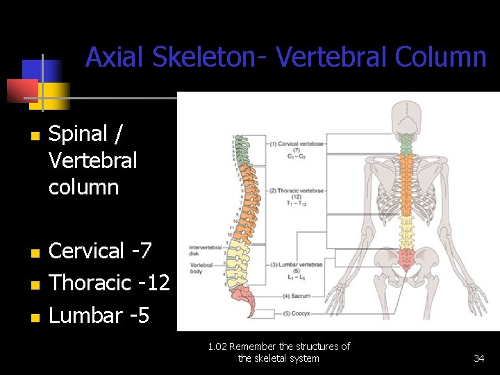 Axial Skeleton- Vertebral Column n n Spinal / Vertebral column Cervical -7 Thoracic -12