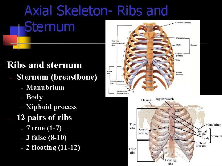  • Axial Skeleton- Ribs and Sternum Ribs and sternum – Sternum (breastbone) –