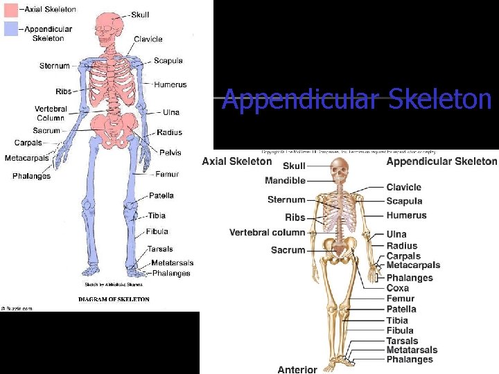 Appendicular Skeleton 1. 02 Remember the structures of the skeletal system 36 