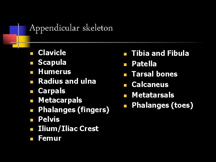 Appendicular skeleton n n Clavicle Scapula Humerus Radius and ulna Carpals Metacarpals Phalanges (fingers)