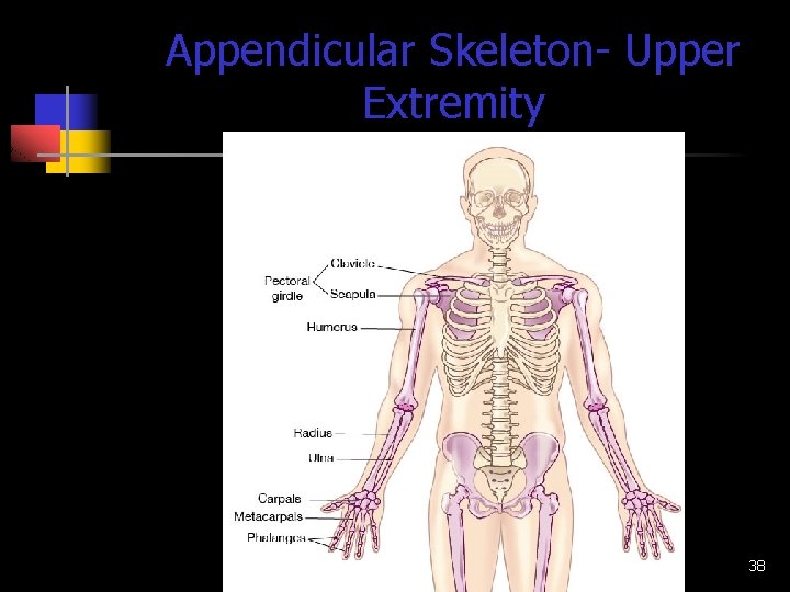 Appendicular Skeleton- Upper Extremity 1. 02 Remember the structures of the skeletal system 38