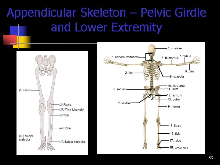 Appendicular Skeleton – Pelvic Girdle and Lower Extremity 39 