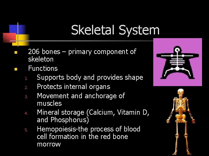 Skeletal System n n 206 bones – primary component of skeleton Functions 1. Supports