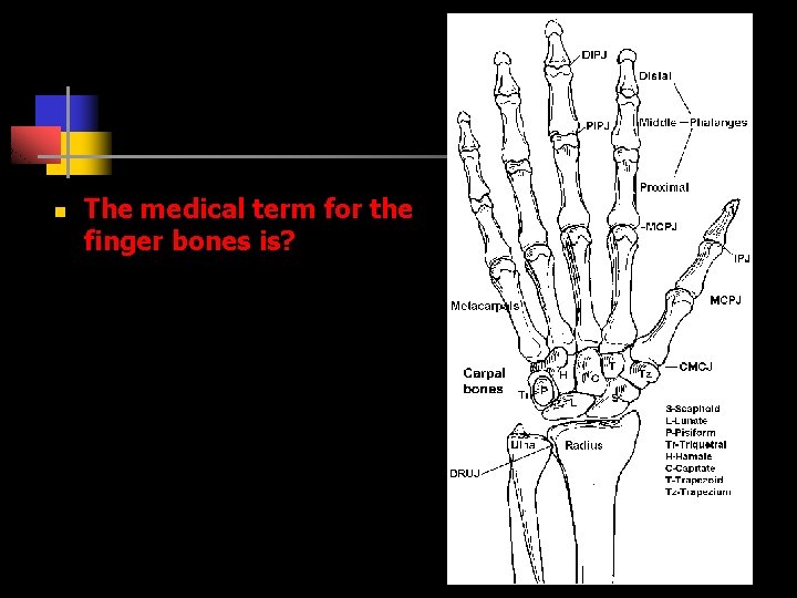 n The medical term for the finger bones is? 