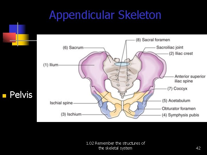 Appendicular Skeleton n Pelvis 1. 02 Remember the structures of the skeletal system 42