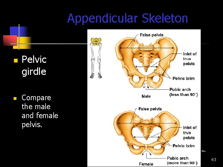 Appendicular Skeleton n n Pelvic girdle Compare the male and female pelvis. 1. 02
