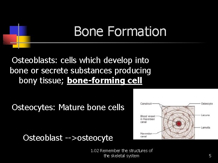 Bone Formation Osteoblasts: cells which develop into bone or secrete substances producing bony tissue;