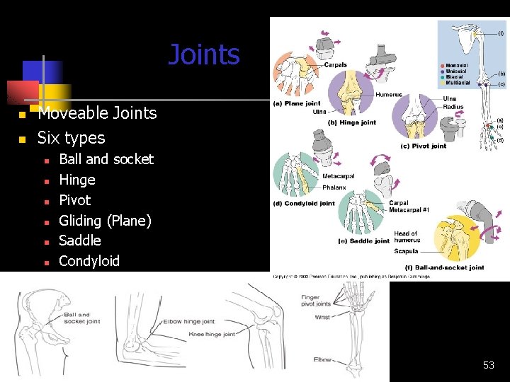 Joints n n Moveable Joints Six types n n n Ball and socket Hinge