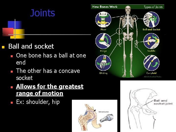 Joints n Ball and socket n n One bone has a ball at one