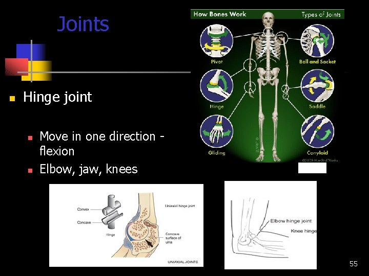 Joints n Hinge joint n n Move in one direction flexion Elbow, jaw, knees