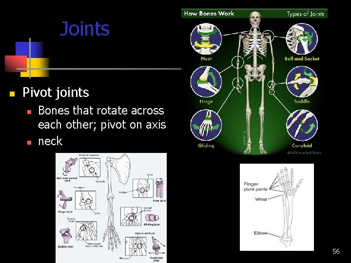 Joints n Pivot joints n n Bones that rotate across each other; pivot on