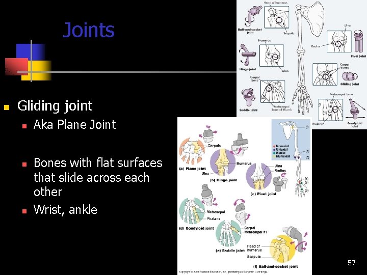 Joints n Gliding joint n n n Aka Plane Joint Bones with flat surfaces
