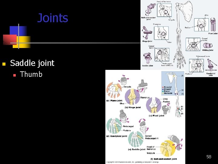 Joints n Saddle joint n Thumb 58 