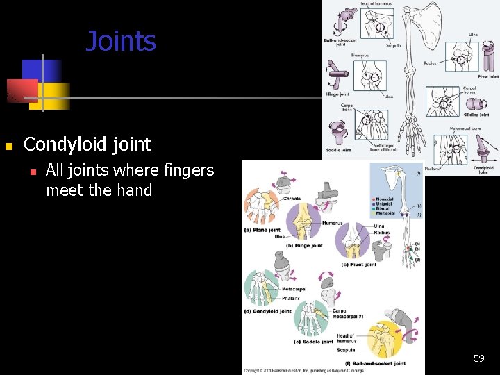 Joints n Condyloid joint n All joints where fingers meet the hand 59 