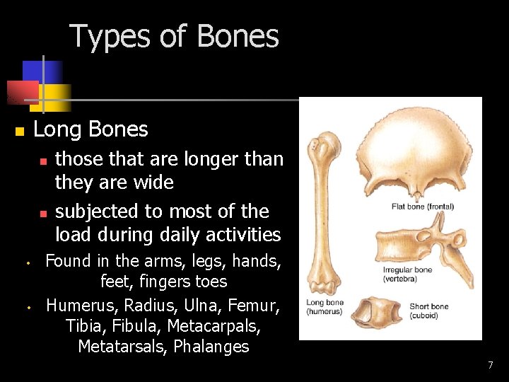 Types of Bones Long Bones n n n • • those that are longer
