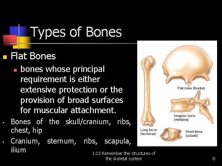 Types of Bones n Flat Bones n • • bones whose principal requirement is