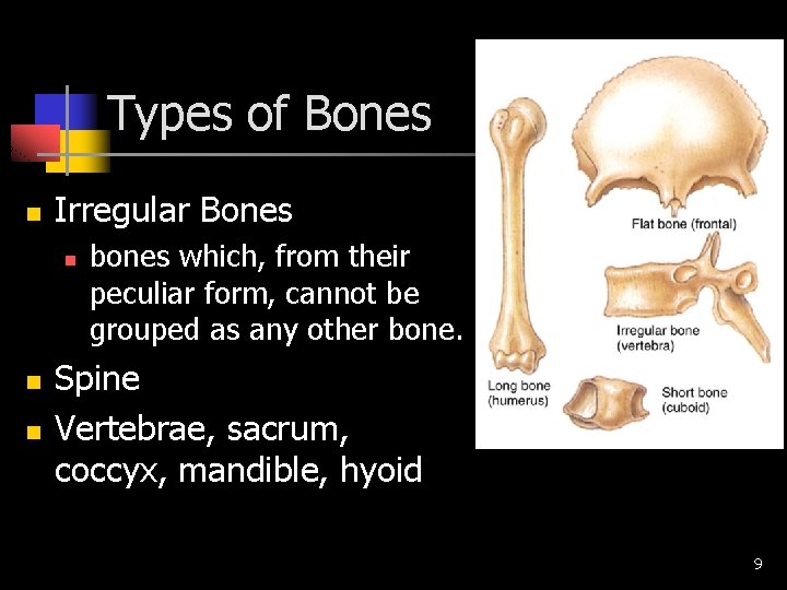 Types of Bones n Irregular Bones n n n bones which, from their peculiar