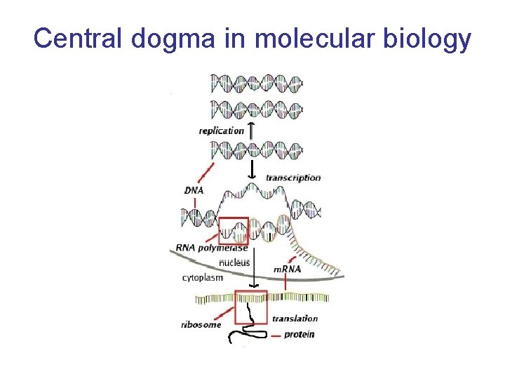 Central dogma in molecular biology 